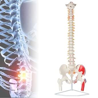 34.6'' Anatomy Spinal Cord Model, 1:1 Life Size Spine Model with Half ...