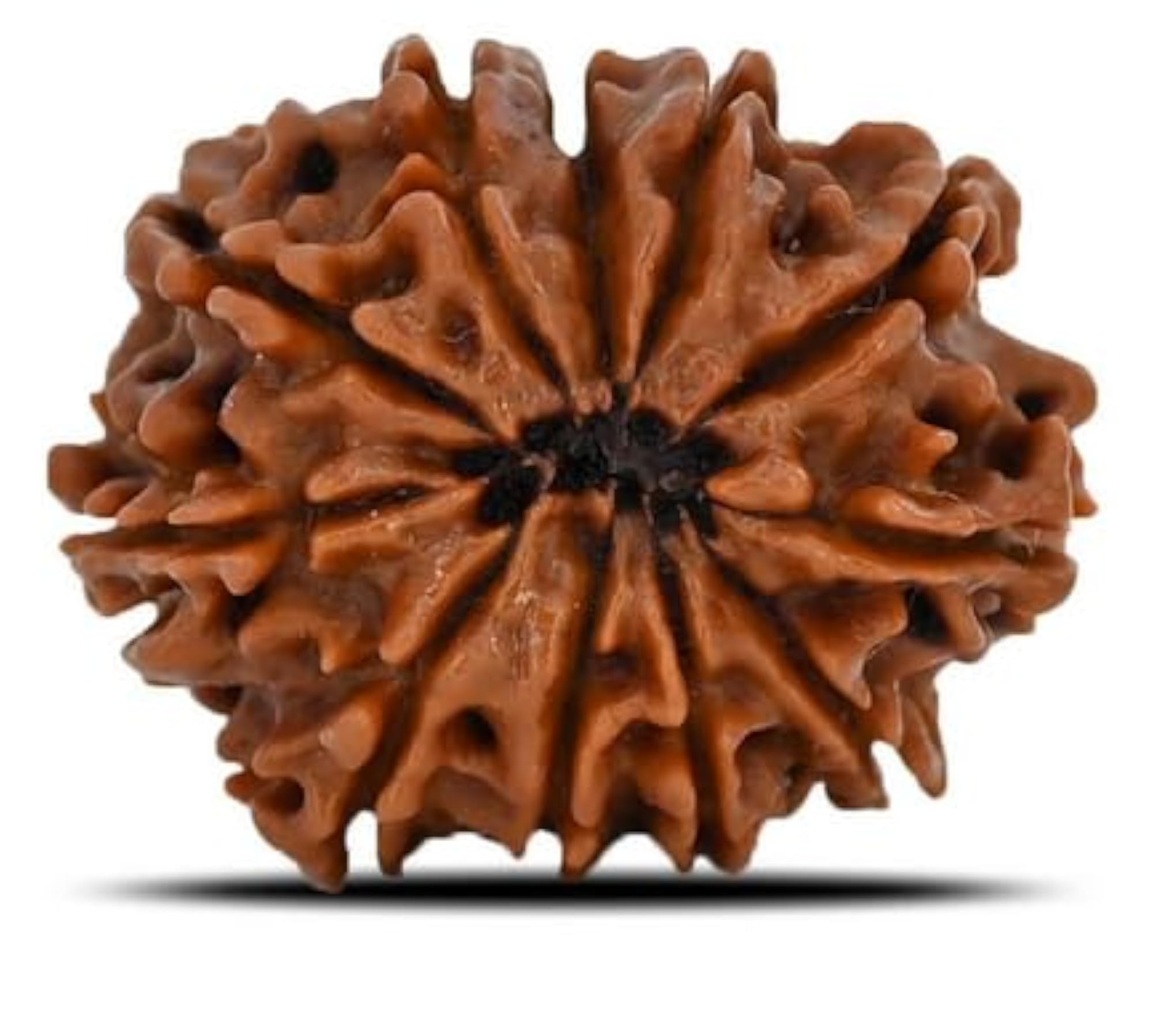 11 Face Rudraksha Oval Beads, IGL Lab Certified Pendant