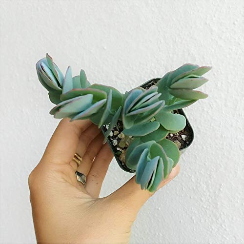 Kalanchoe Panamensis 2'' + Clay Pot | Healthy Succulent Cotyledon Live Easy Care Indoor House Plant, Fully Rooted In 2/4/6 Inch Sizes #TOP3
