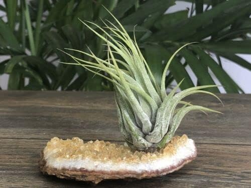 Vista 9 de ZnranyiiXY Citrino Air Plant Geoda Crystal Quartz Decoración para el hogar Espécimen en racimo.