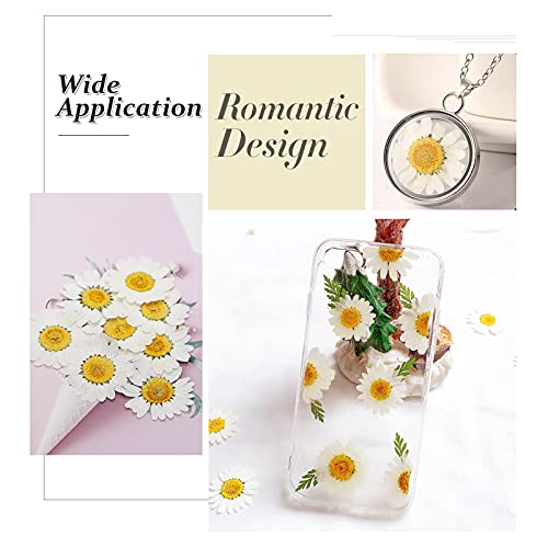 Flores Secas Prensadas HEISENLIN 60PCS Margarita Blanca miniatura 4