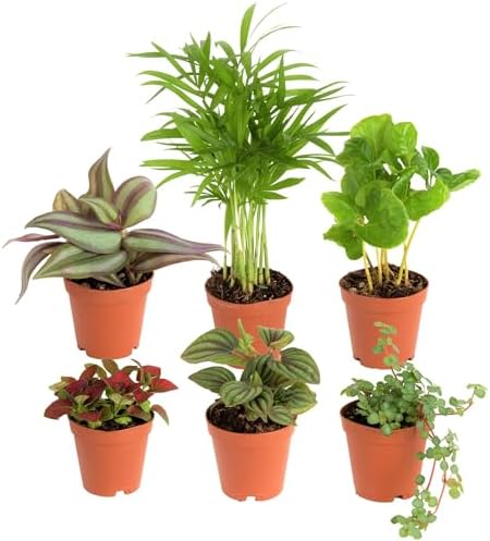 Costa Farms Live Mini Indoor Plants in Plastic Pots, Easy to Main...