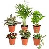 Costa Farms Live Mini Indoor Plants...