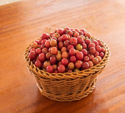 80 graines de fruits frais de Muntingia