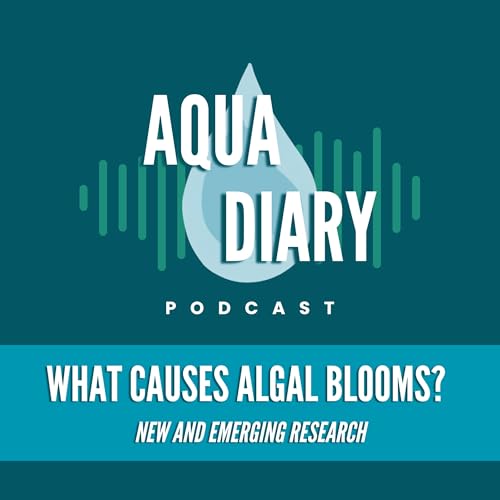 What Causes Algal Blooms?