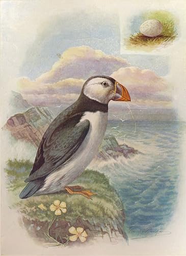 De Célèbres Tableaux Moderne Toile peinture oiseau pour salon et chambre