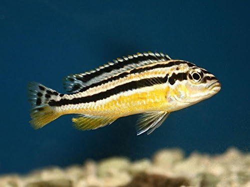 Pair of Melanochromis Auratus African Cichlid - Live Tropical Aquarium Fish