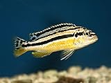 Pair of Melanochromis Auratus African Cichlid...