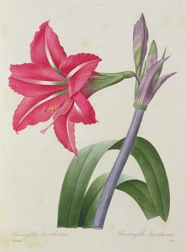 Tableaux abstrait peinture nordique Amaryllis 60x90cm pour mur