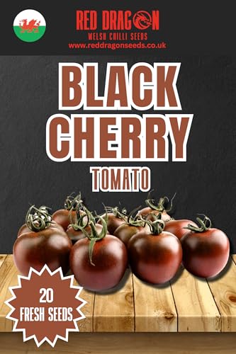 Black Cherry Tomato Seeds 20 Fresh Black Cherry Tomato Seeds