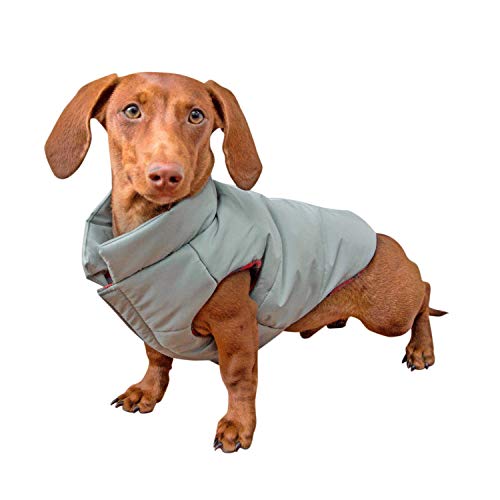 6 Best Dog Coats for Winter in 2020 (Cold, Rain and Bad Weather)
