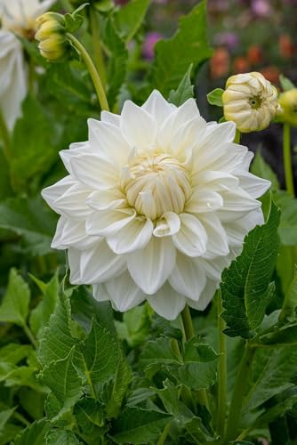 Bull's Pride Dinner Plate Dahlia image