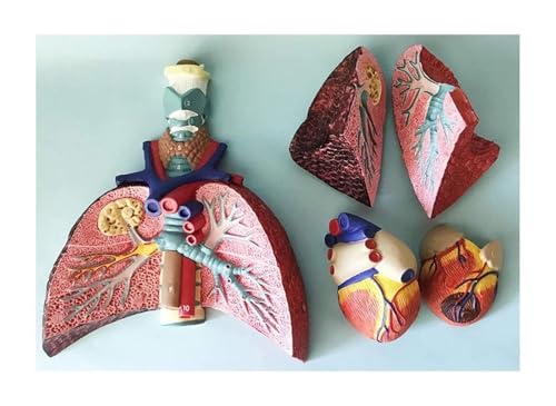 Cœur et larynx AMITD taille réelle pour comprendre les maladies facilement - 7