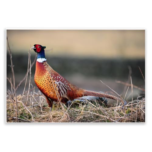 Lone Pheasant Forest Floor, 10 x 15 Inch Mounted Print on Wall Plaque