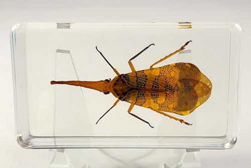 Image of 2.9 inch Real Lanternfly Cicada in Crystal Clear Lucite Resin Paperweight Specimen Preserved Pyrops Candelaria Insect Taxidermy Crafts Collection for Biology Science Education & Desk Display Supplies