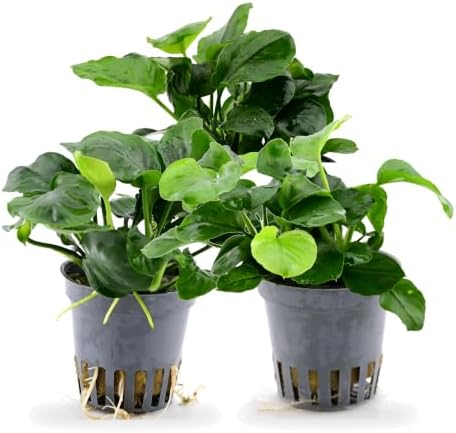 AquaBreedingSkill Set aus 3 Stück Aquarium Pflanzen Echt Set – Anubias, Microsorum – Lebende Wasserpflanzen – Pflegeleicht ideal für Fische & Garnelen – mit Pflanzenpass (Barteri 3