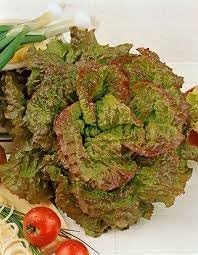 Lettuce Prizehead Great Heirloom Vegetable by Seeds Kingdom (1 Lb Seeds)