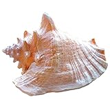 AMAZOM Grande Conque Naturelle Coquillages Reine Phoenix Escargot Fish Tank Décoration Grande Conque DIY Artisanat Coquille Naturelle Fête De Mariage Fête Bureau À Domicile Ornements Grande Collection
