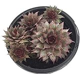 Grey Rose Hens & Chicks - Sempervivum - Indoors or Out - 4