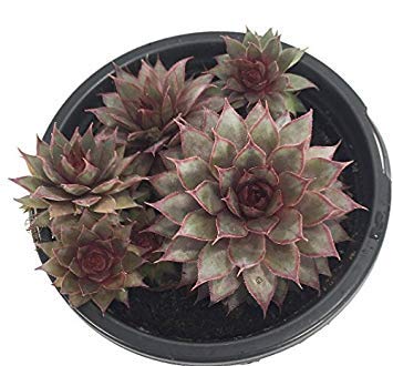 Grey Rose Moon Hens & Chicks - Sempervivum - Indoors/Out - 4