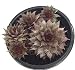 Grey Rose Hens & Chicks - Sempervivum - Indoors or Out - 4" Pot
