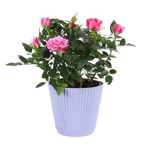 Thorsens Greenhouse Mini Rose Bush Spring Blooming Live Plant Suprise Bloom Color Gift for Mom 4 Diameter Plant (Lavender)