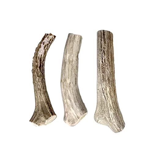 Top 10 Best Antler Chews For Dogs Reviews & Buying Guide Katynel