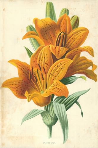 Cuadro Giglio arancione de Frederick Hulme lienzo mural 60x90cm para decorar pared