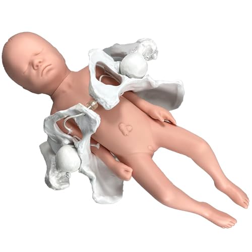 Modèle anatomique de pelvis féminin pour démonstrations en cours de sciences - 3