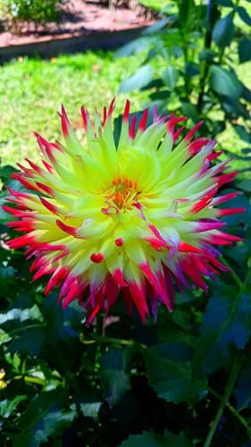 Image of SVG Imported Dahlia Flower Bulbs for Your Home and Gardening Pack of 2 Bulbs (lite green)
