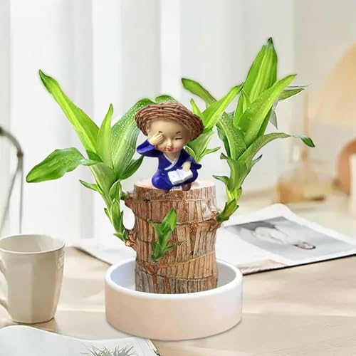 Brazilian Wood Plant, Brazilian Wood for Good Luck, Brazil Lucky Wood with Tray and Doll, Easy to Care, Home and Office Decor, Housewarming Gift, Ideal Gift for Friends