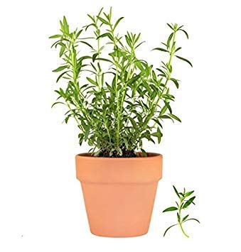 Seeds of Exotic Herbs - French Tarragon for Pots Kitchen Garden Package by:Seeds Only