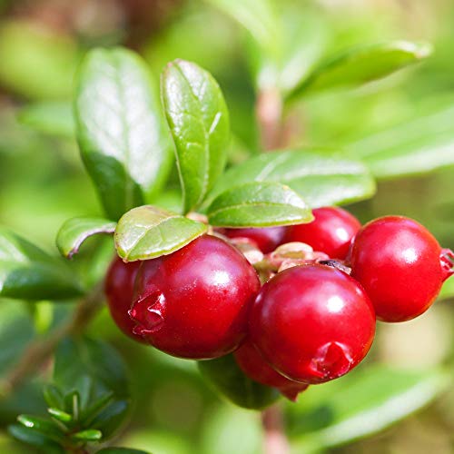 Outsidepride Vaccinium Macrocarpon Cranberry Garden Fruit Plants - 250 Seeds #TOP3