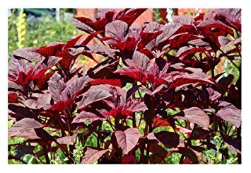 Creative Farmer Vegetable Seeds Sirukeerai Seeds - Amaranthus(Red) Seeds Kerala Herbal Plant Veg Seeds Home Garden Seeds (B07N46BRS4) Amazon Price History, Amazon Price Tracker