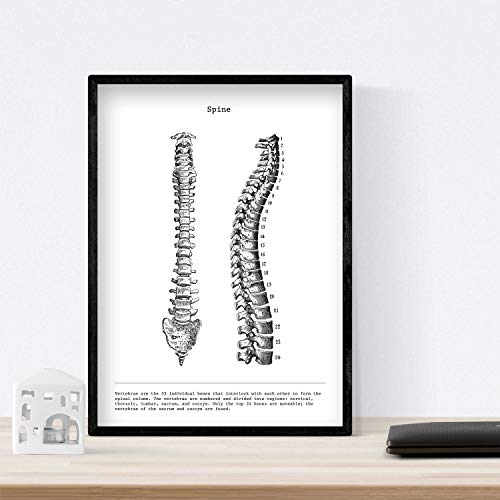 Nacnic Anatomie Poster | Vintage Stil Wanddekoration Abbildung von Wirbelsäule, Muskeln und Knochen | Verschiedene menschliche Körper, Biologie und Medizin Bilder | Größe A3.