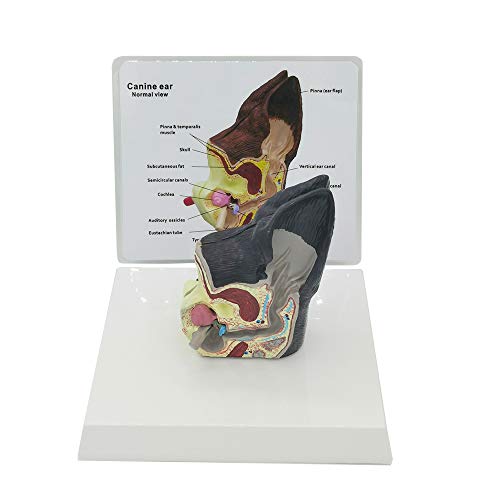 Dog Ear Anatomy 2 Sided Model Normal Health and Infected Pathological Ear Family FET Veterinary Equipment Teaching Model