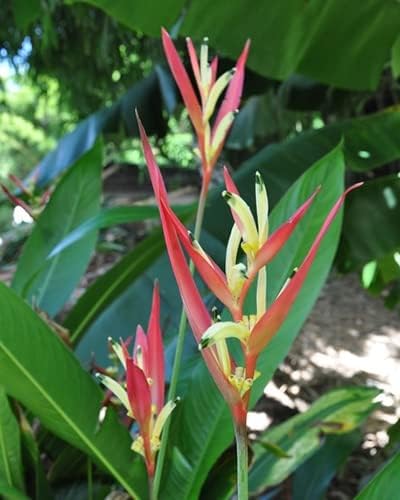 Garden Art Heliconia Lady Diana Red Flowering Natural Live Plant Air Purifying Indoor House Plants In Nursery Growers Bag/Pots (B0C9Y7XPYP) Amazon Price History, Amazon Price Tracker