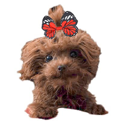 48PCS Multi-colored Dog Bows Hair Clips Pet Hair Clips Butterfly Hair Grooming Top Knots Pet Hair Bows Hair Accessories… - Image 6