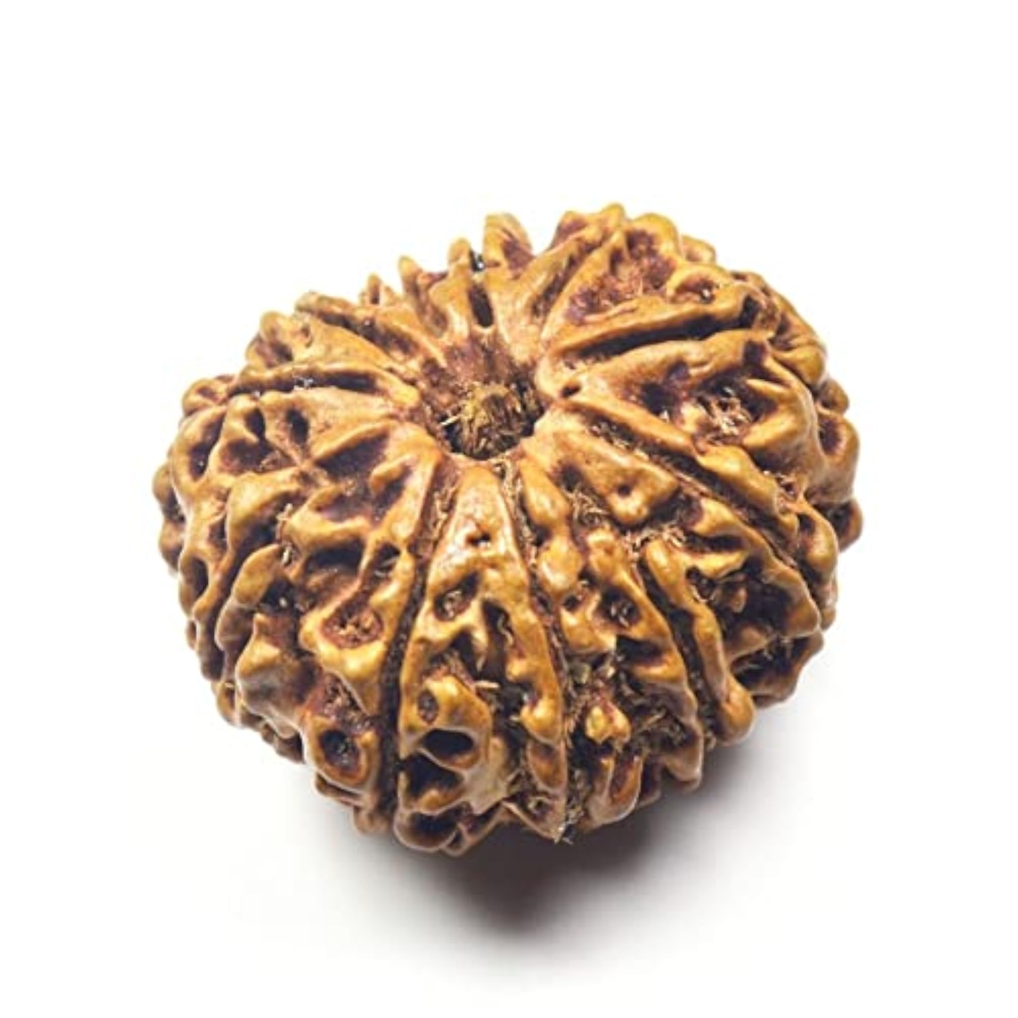 Natural 12 Mukhi Twelve Faced Nepali Rudraksh