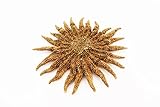 Best Sunflowers to Grow in Florida: Top Vibrant Varieties Revealed 4 41CXIe2Ic9L. SL160