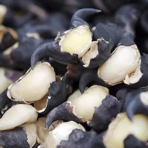 semillas de castaña de agua, Trapa bispinosa, exóticas acuáticas jardín rocas resistentes jardín del balcón raras para lugares soleados 20pcs