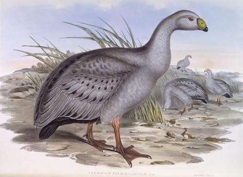 Art mural toile affiche oiseau Cape Barren Goose John Gould