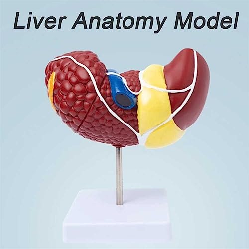 Hígado humano con textura clara y base de apoyo para investigación 4