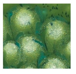 Sax True Flow Lead-Free Crystal Magic Glaze, 1 Pint, Spotted Kiwi