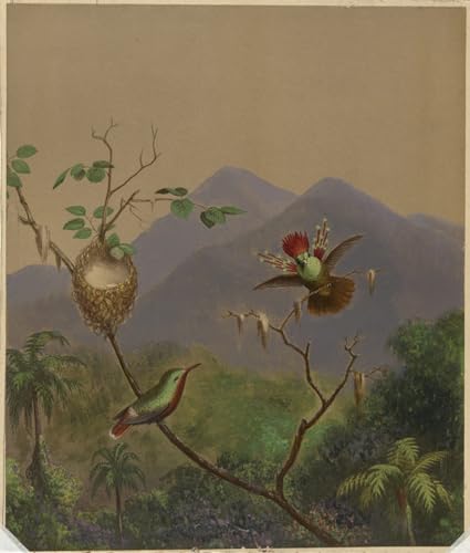 Pintura Sobre Lienzo Colibrì brasiliano III Impresión Alta Definición 60x90