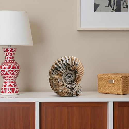 Kaltner Präsente Geschenkidee - Versteinerte Urzeit Fossilien: unbehandelte naturbelassener Ammonit Calycoceras sp. aus Marokko/Lehrmaterialien Fossilien (Höhe 11-13 cm)