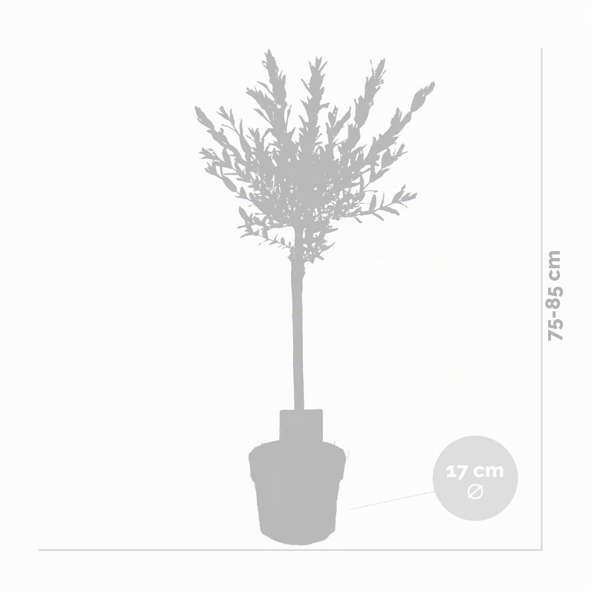 Bloomique - Set de 2 - Salix integra ‘Flamingo’ - Sauce abigarrado - Plantas de jardín - Resistente al frío - Altura 60-80 cm - Maceta 17 cm