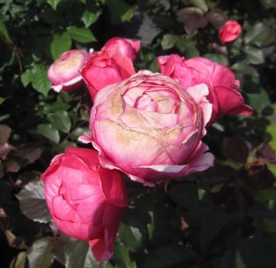 Beetrose ® - Rosa Gartenprinzessin Marie-Jose ®