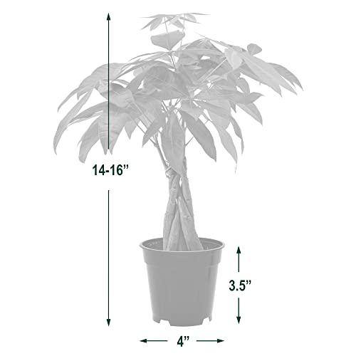 Money Tree Live Indoor Plant In 4 In. Plastic Grower Pot ***Cannot Ship To Hawaii*** #TOP3