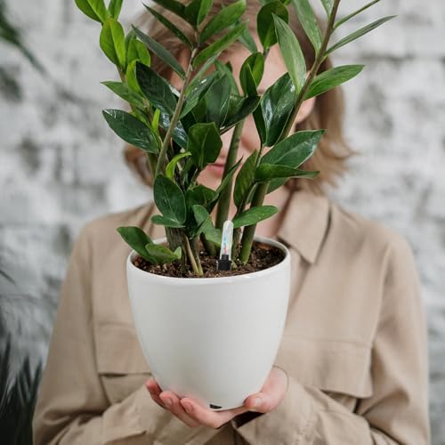 4 Indicateurs de Niveau d'Eau pour Pots de Fleurs et Mesure de l'Humidité du Sol - 7